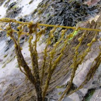 Wireweed
